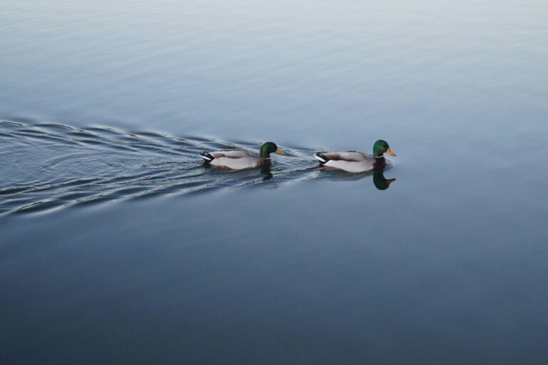 Ninth Mark of a Healthy Church Member: Follows Leadership