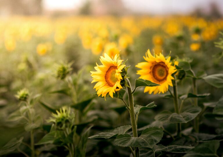 The Alternative: Why Don’t We Plant?