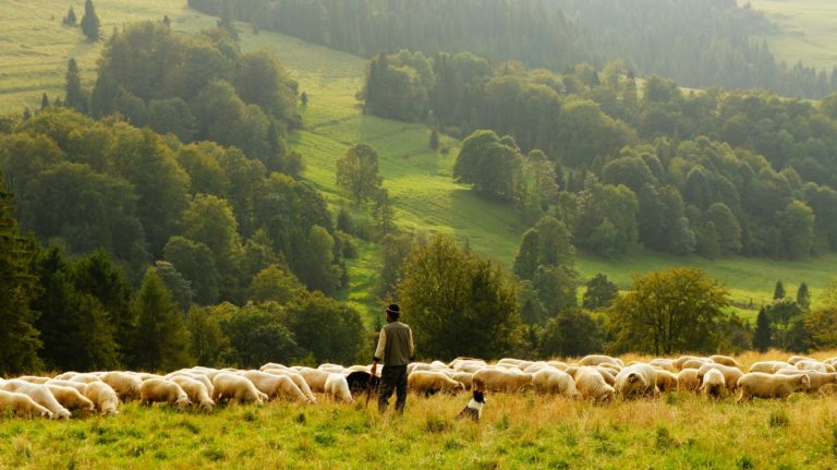 Meaningful Membership & Shepherding the Saints