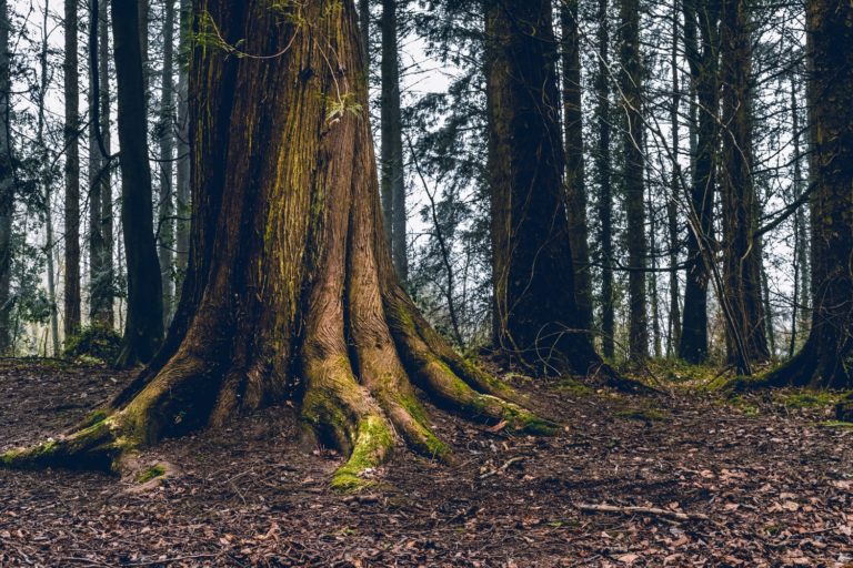 Why Mature Christians Need Gospel-Centered Preaching