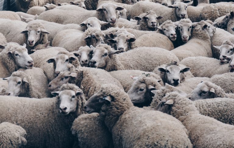 Love Your Flock