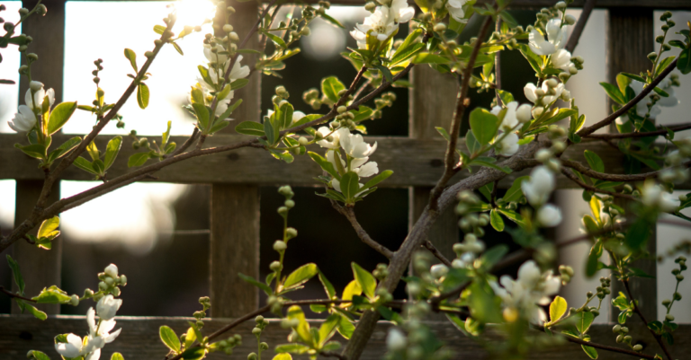 How Strong Trellises Promote Strong Vines