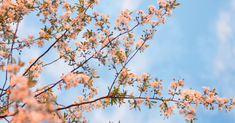 Planting Sticks: The Beauty of Pastoral Tenure in Rural Churches