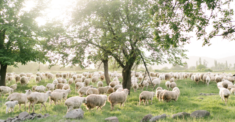 Not Satisfied with Our Shepherding yet—but Finding a Good Rhythm