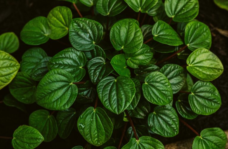 Does “Make Disciples” Really Mean “Plant Churches”? Yes