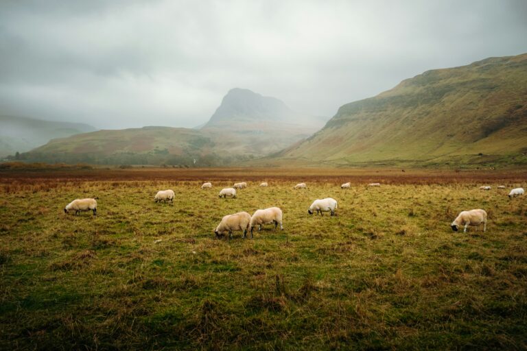 Caring Enough to Stay: What Pastors Can Learn from the Good Shepherd
