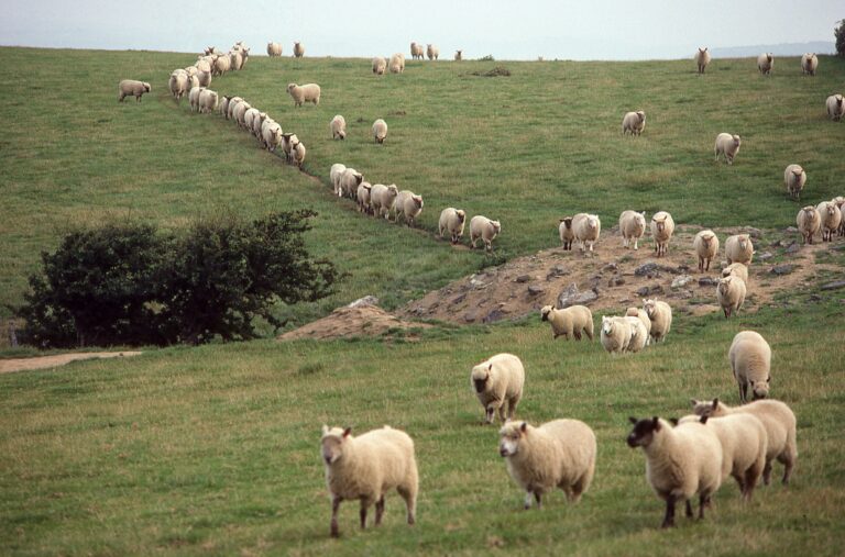 Pastor’s Job Description: Four Essential Responsibilities of a Shepherd