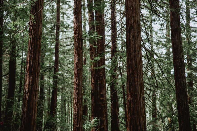 Pastoring Those with Differing Views on God’s Sovereignty in Salvation